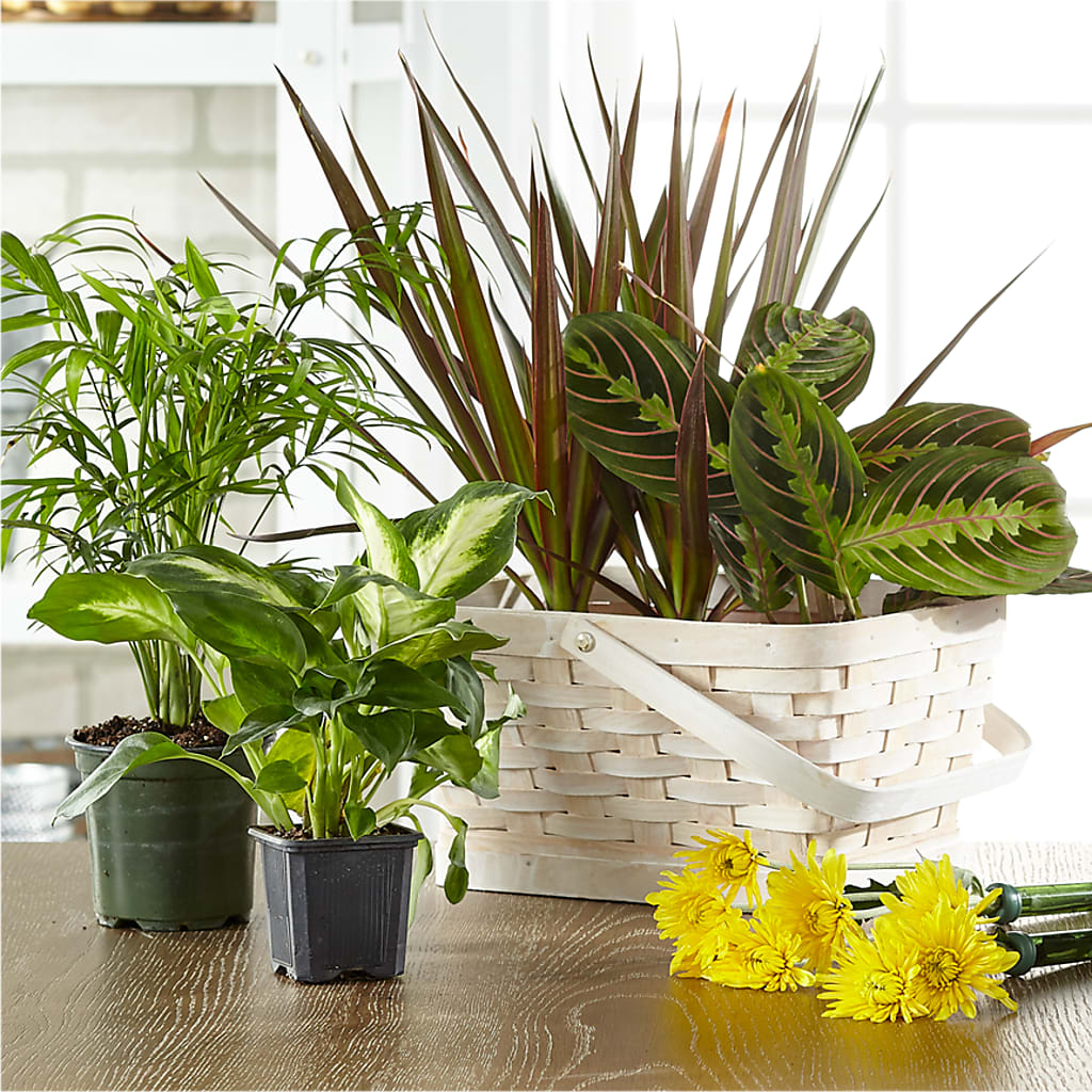 Florist Designed Blooming and Green Plants in a Basket – HOLLOW TREE GIFTS & FLORAL LLC, Cascade IA