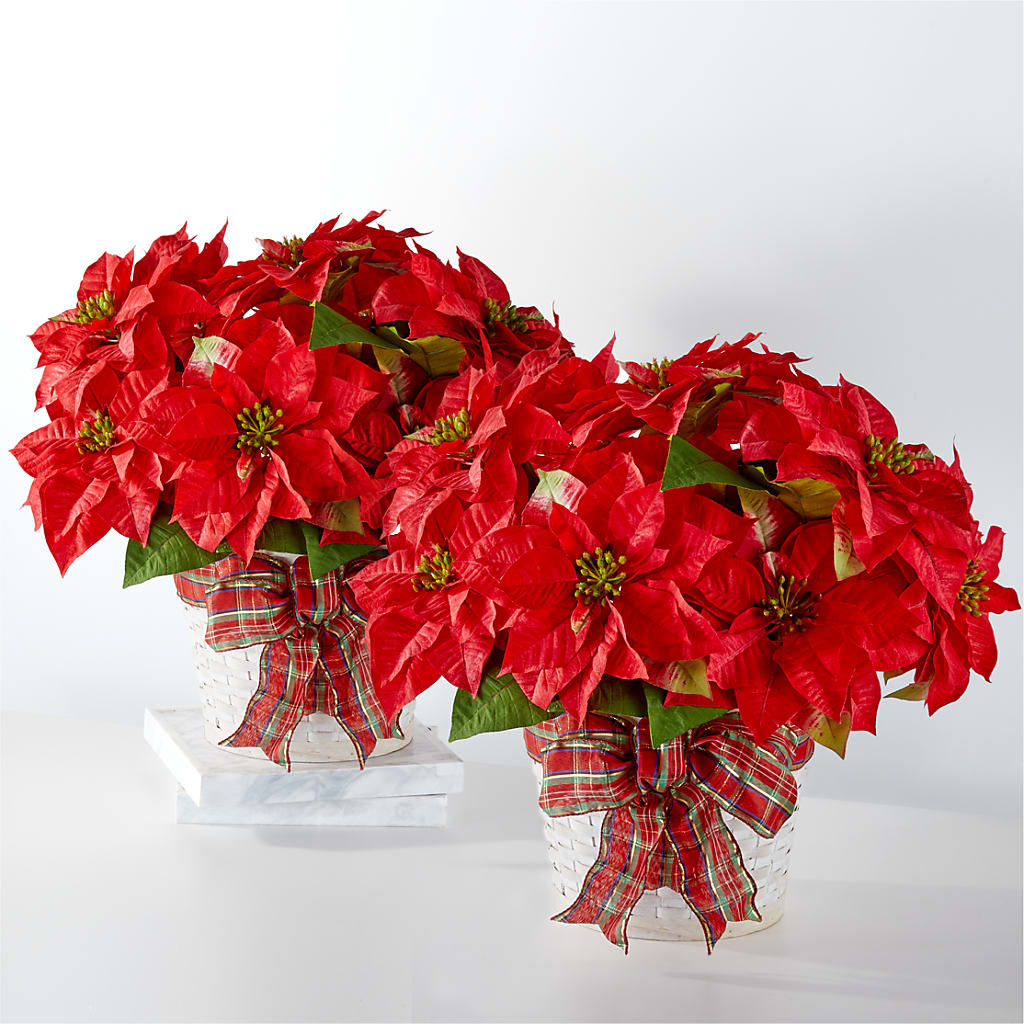 Happiest Holidays Poinsettia Bundle – HOLLOW TREE GIFTS & FLORAL LLC, Cascade IA