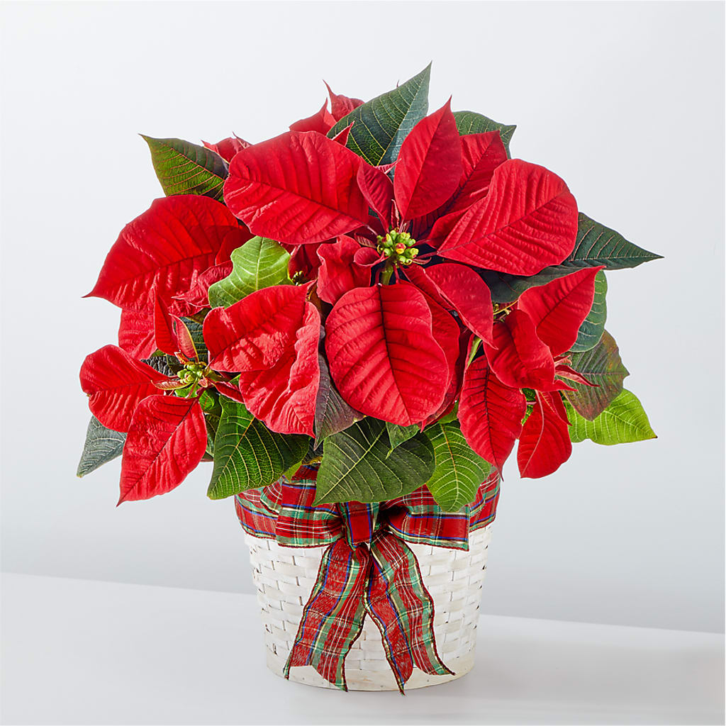 Happiest Holidays Poinsettia – HOLLOW TREE GIFTS & FLORAL LLC, Cascade IA