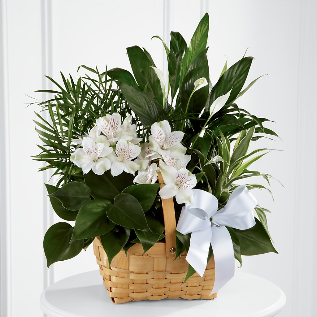 Peace & Serenity Dishgarden – HOLLOW TREE GIFTS & FLORAL LLC, Cascade IA