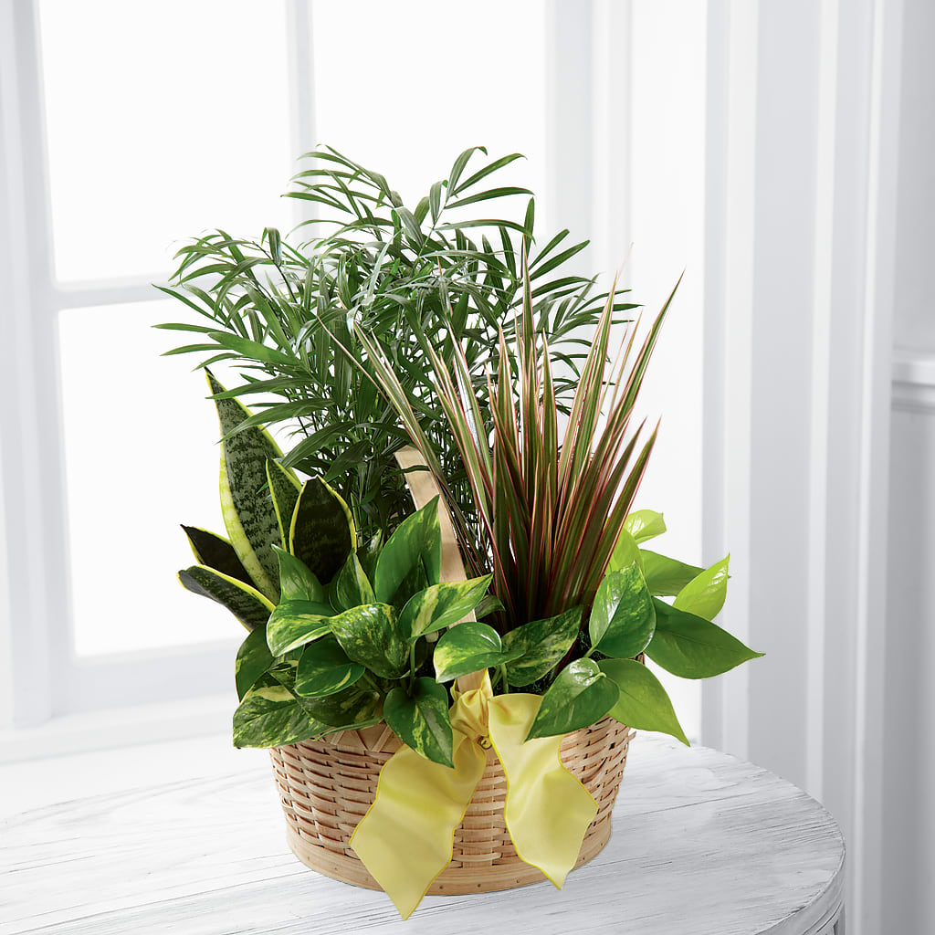 French Garden – HOLLOW TREE GIFTS & FLORAL LLC, Cascade IA