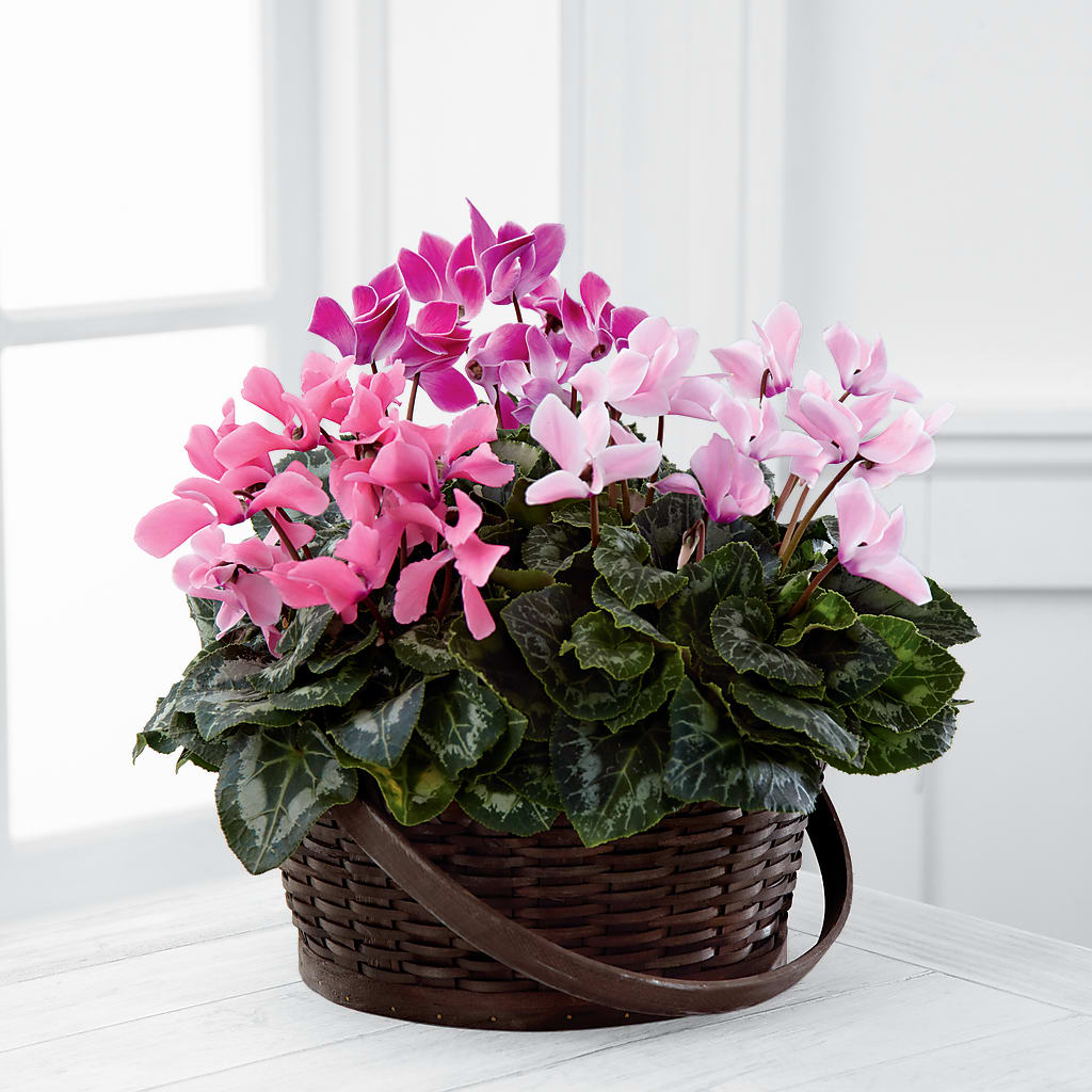 Mixed Cyclamen Planter – HOLLOW TREE GIFTS & FLORAL LLC, Cascade IA