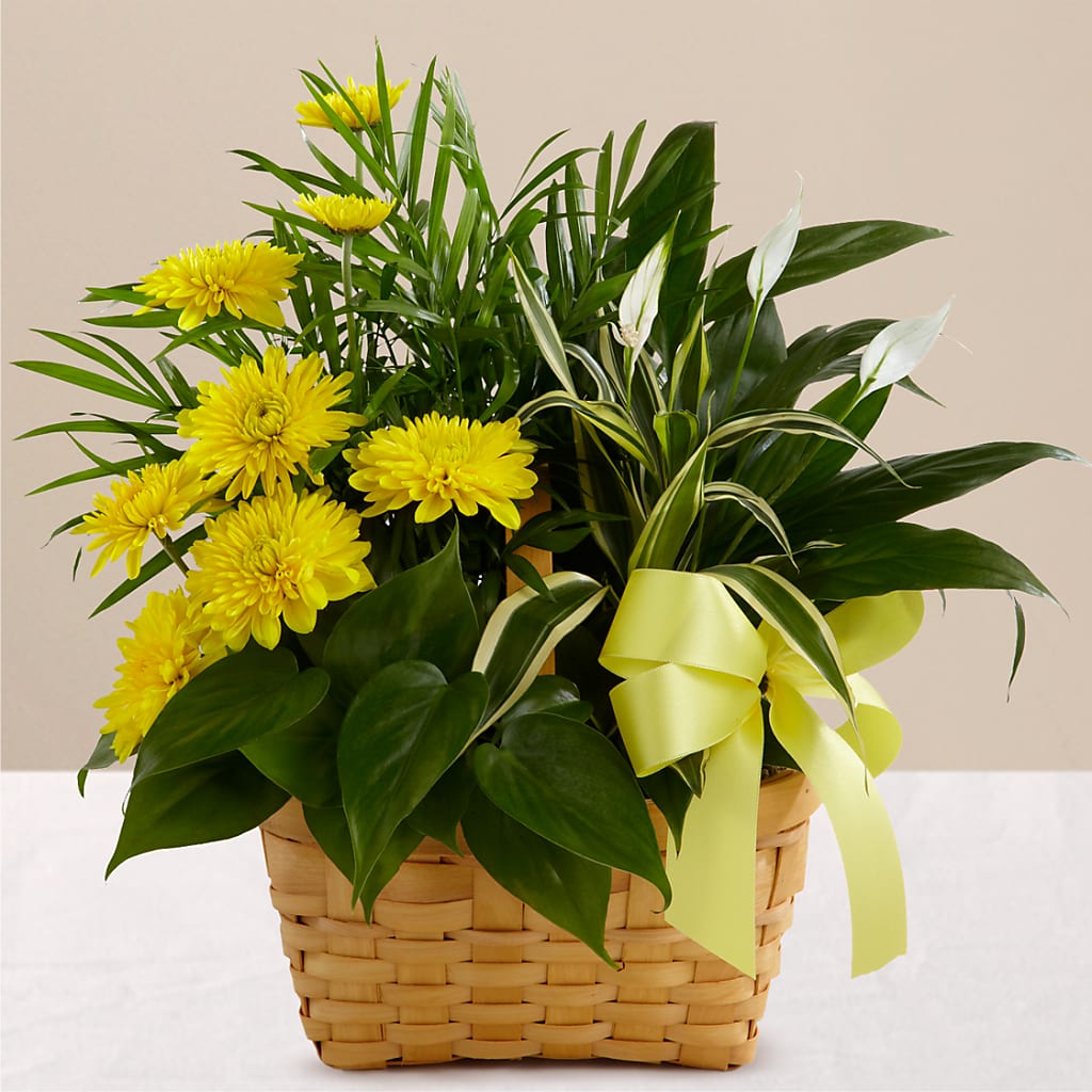 Loving Light Dishgarden – HOLLOW TREE GIFTS & FLORAL LLC, Cascade IA
