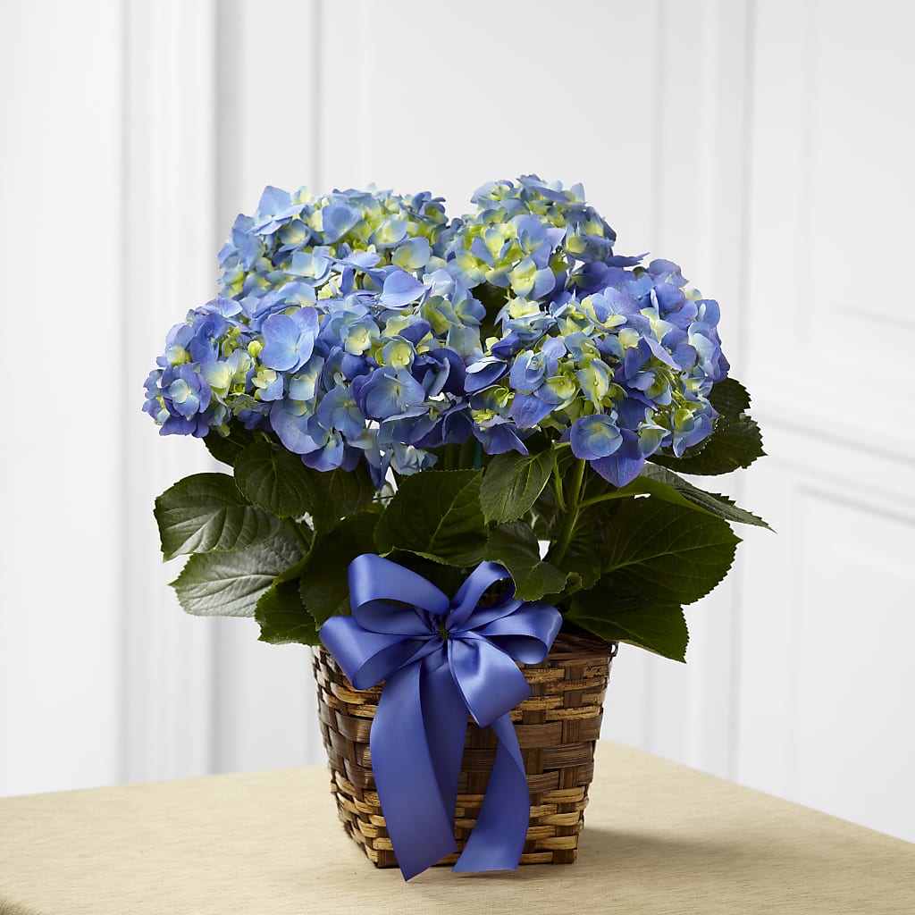 Blue Hydrangea Planter – HOLLOW TREE GIFTS & FLORAL LLC, Cascade IA