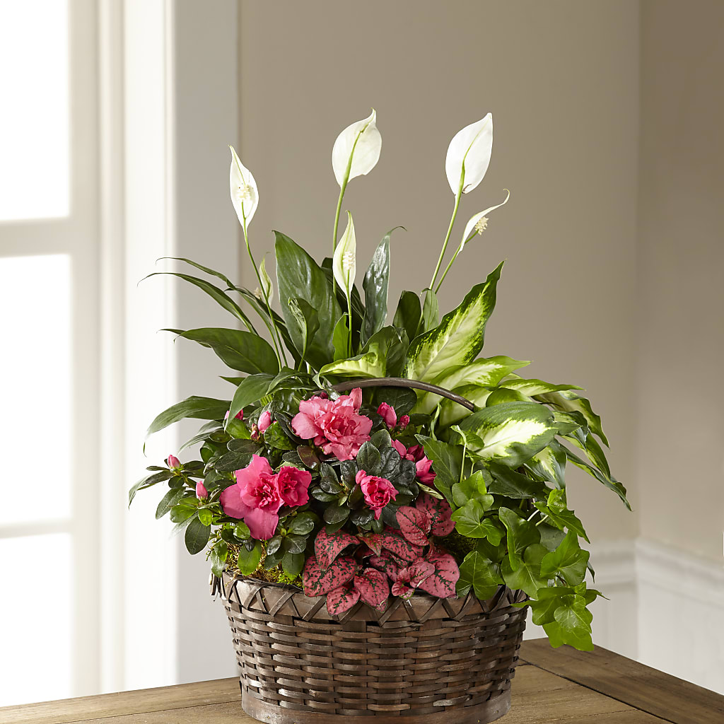 Dream in Pink Dishgarden – HOLLOW TREE GIFTS & FLORAL LLC, Cascade IA