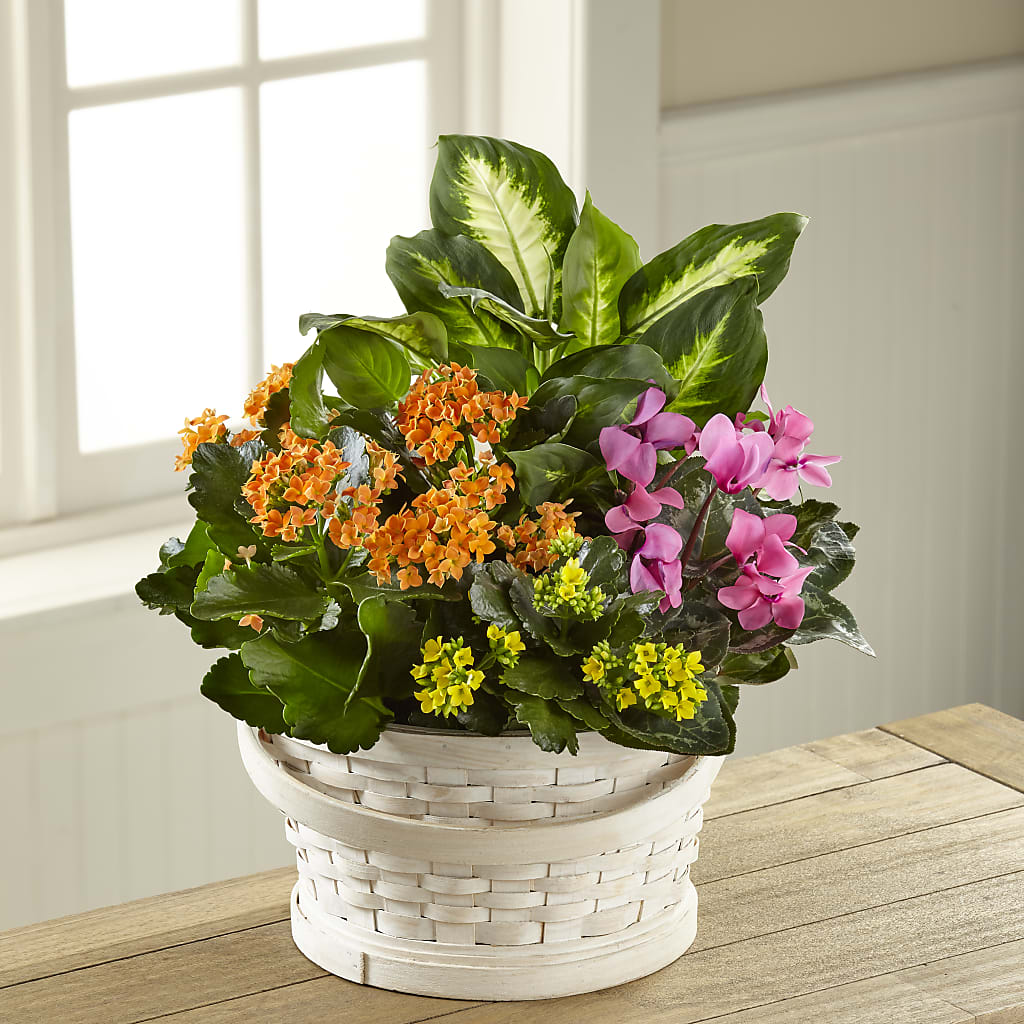 Color Crush Dishgarden – HOLLOW TREE GIFTS & FLORAL LLC, Cascade IA