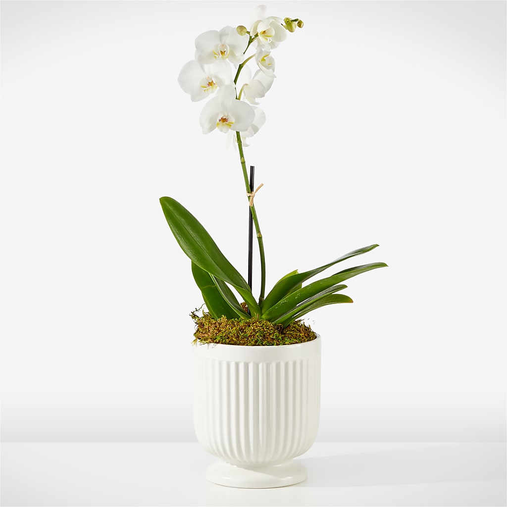 Whispering White Orchid – HOLLOW TREE GIFTS & FLORAL LLC, Cascade IA