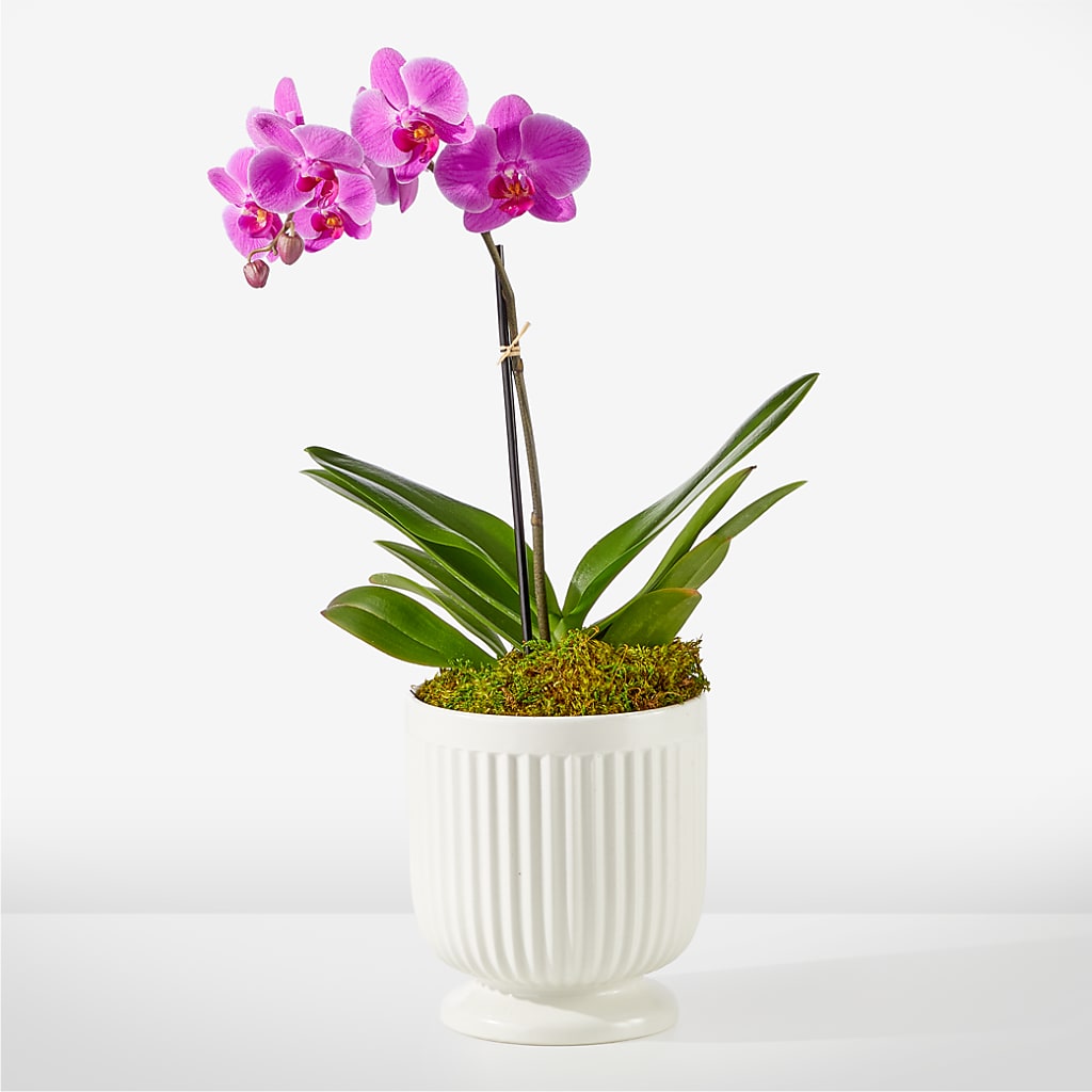 Friendly Fuchsia Orchid – HOLLOW TREE GIFTS & FLORAL LLC, Cascade IA