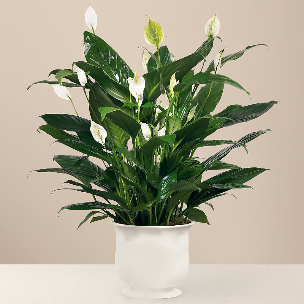 Comfort Planter – HOLLOW TREE GIFTS & FLORAL LLC, Cascade IA