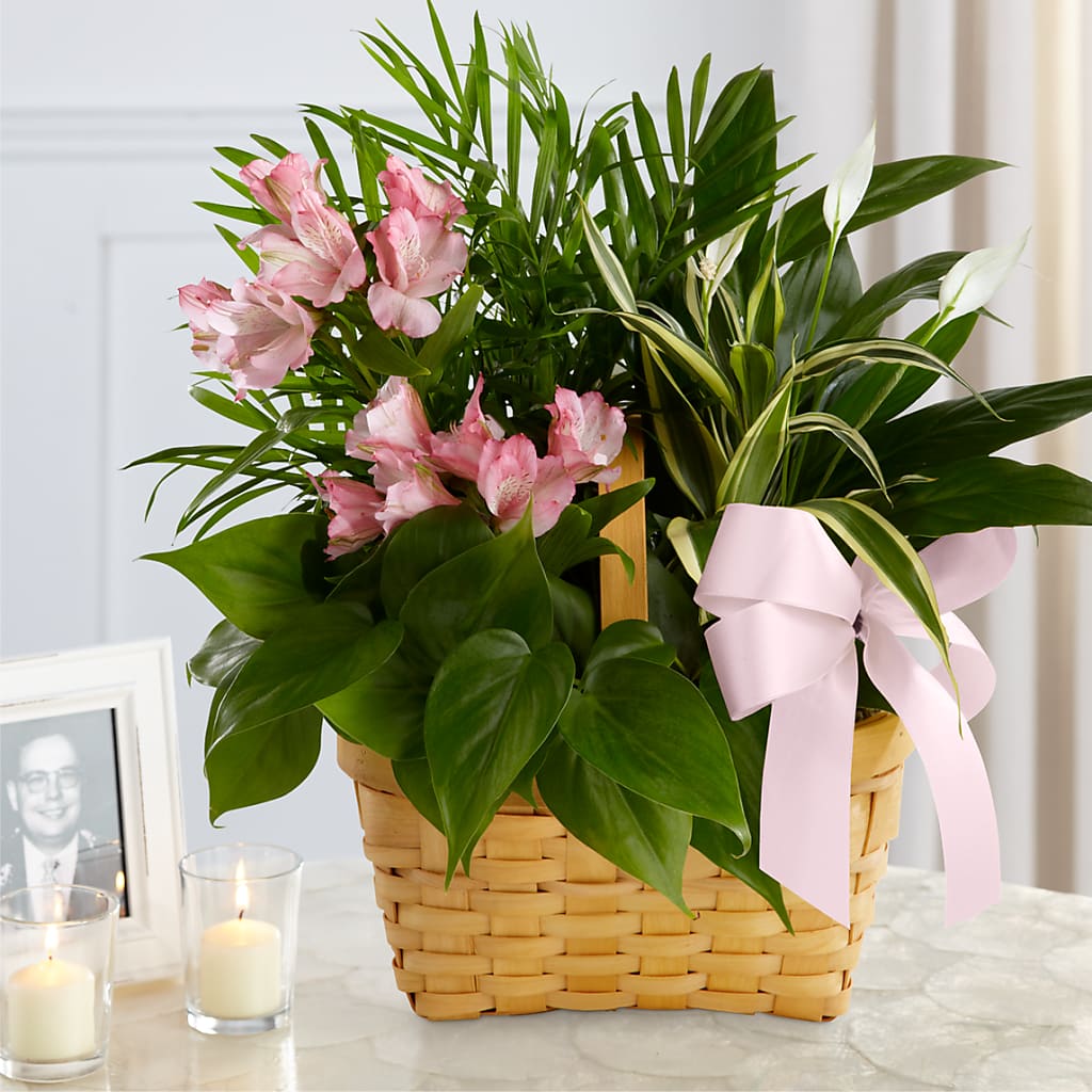 Living Spirit Dishgarden – HOLLOW TREE GIFTS & FLORAL LLC, Cascade IA