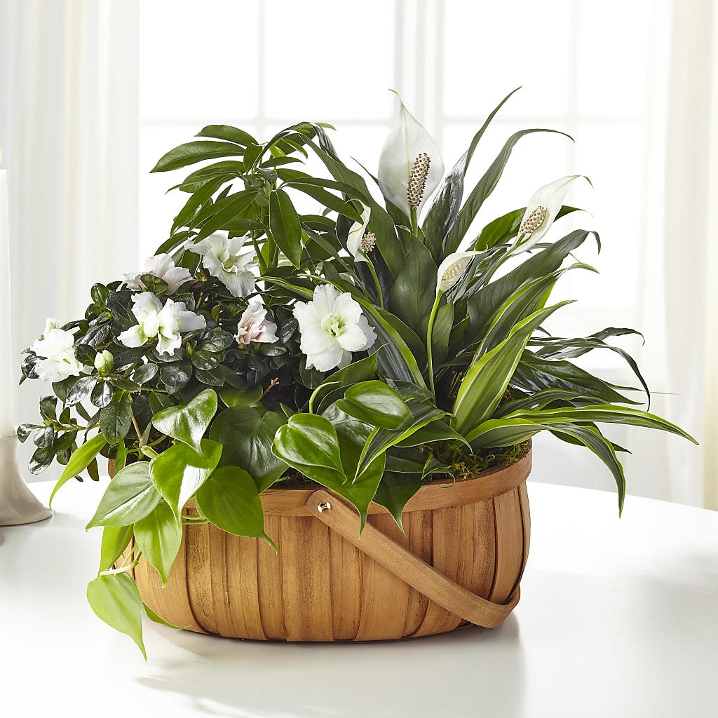 Serene Dishgarden – HOLLOW TREE GIFTS & FLORAL LLC, Cascade IA