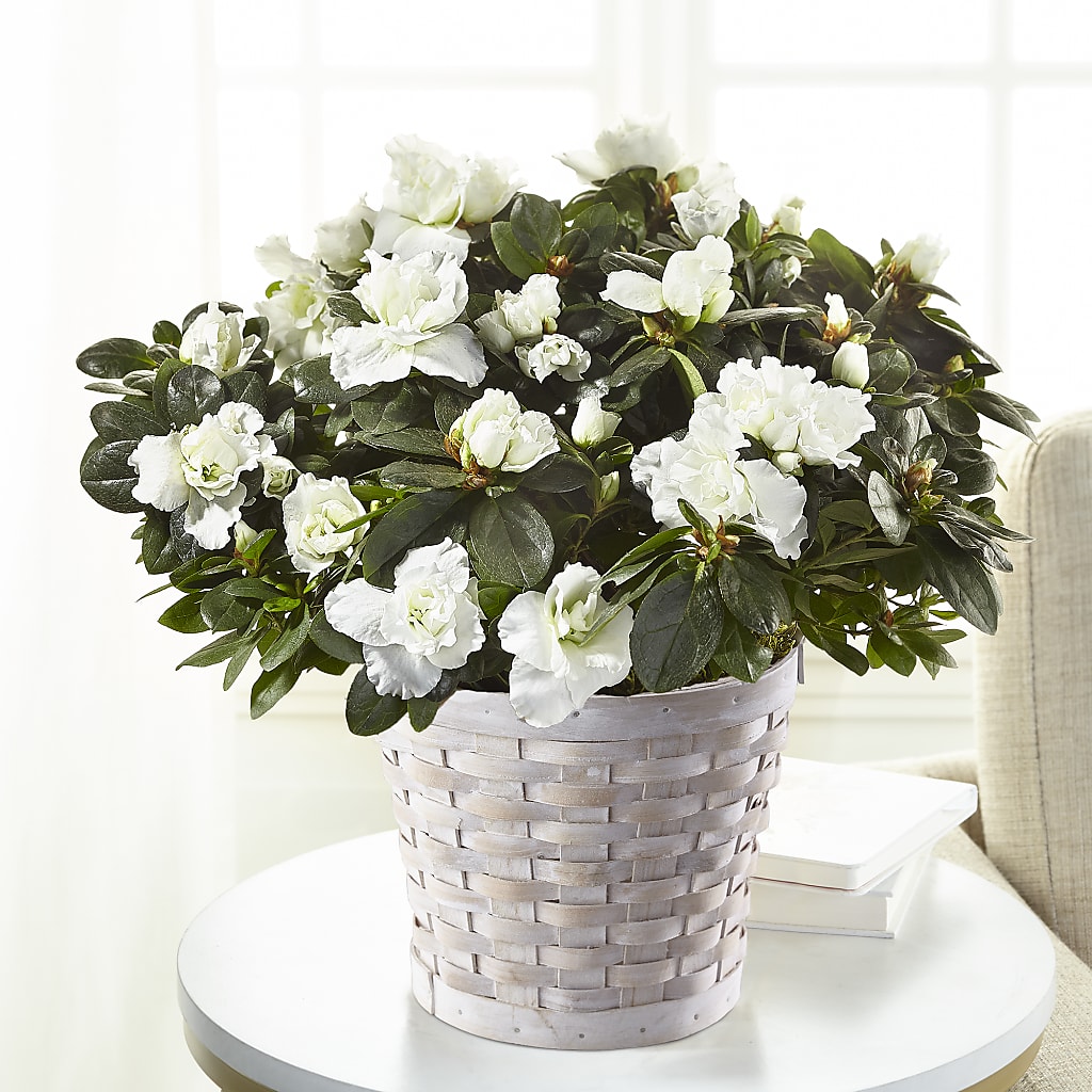 White Azalea Plant – HOLLOW TREE GIFTS & FLORAL LLC, Cascade IA