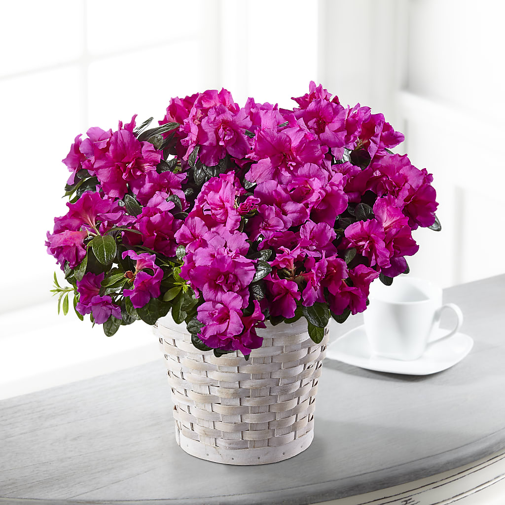 Hope & Serenity Azalea Plant – HOLLOW TREE GIFTS & FLORAL LLC, Cascade IA