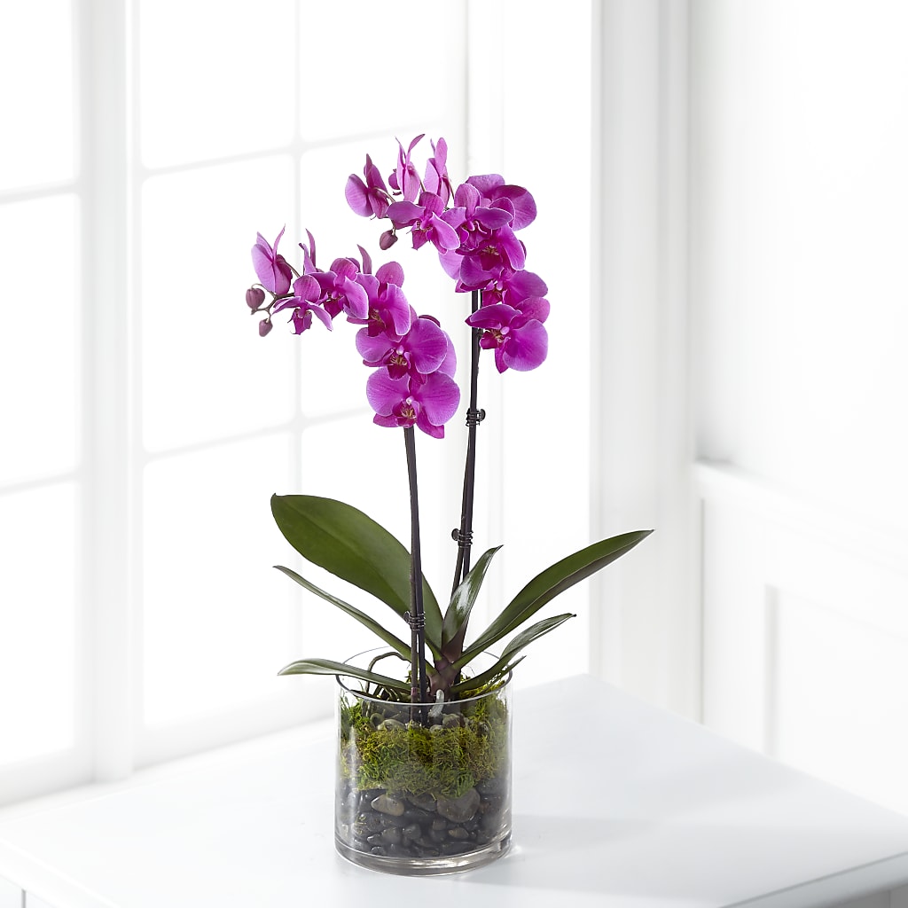 Pink Orchid Plant – HOLLOW TREE GIFTS & FLORAL LLC, Cascade IA