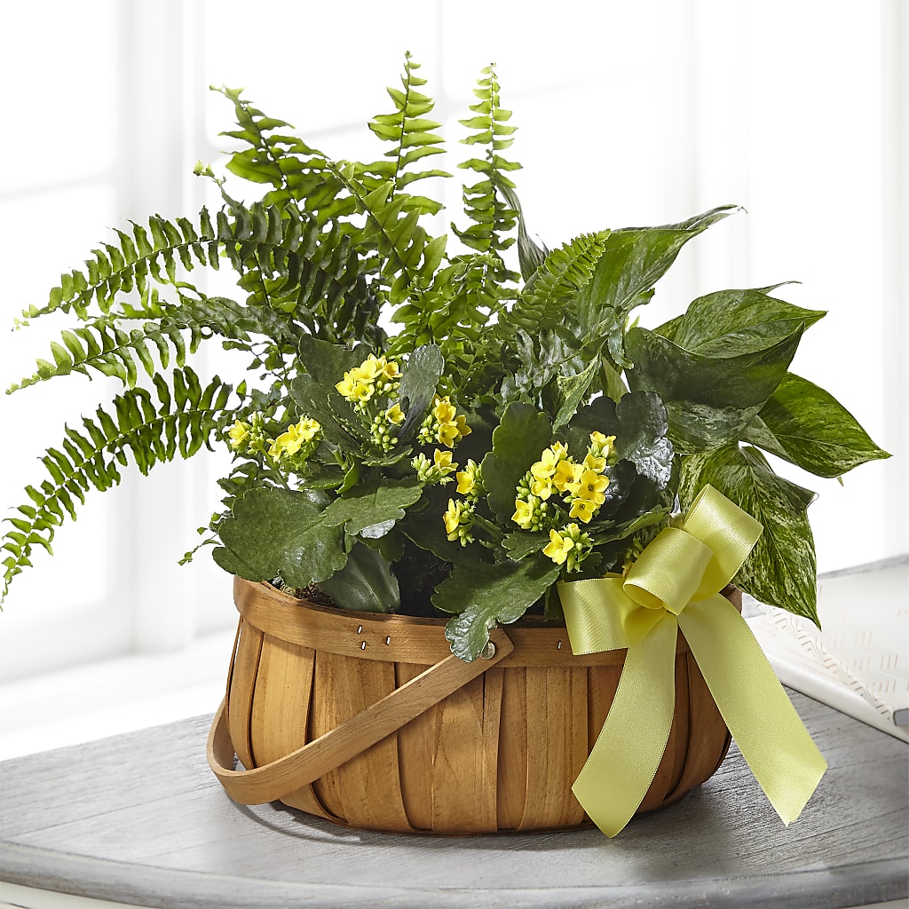 Always Dear Dishgarden – HOLLOW TREE GIFTS & FLORAL LLC, Cascade IA