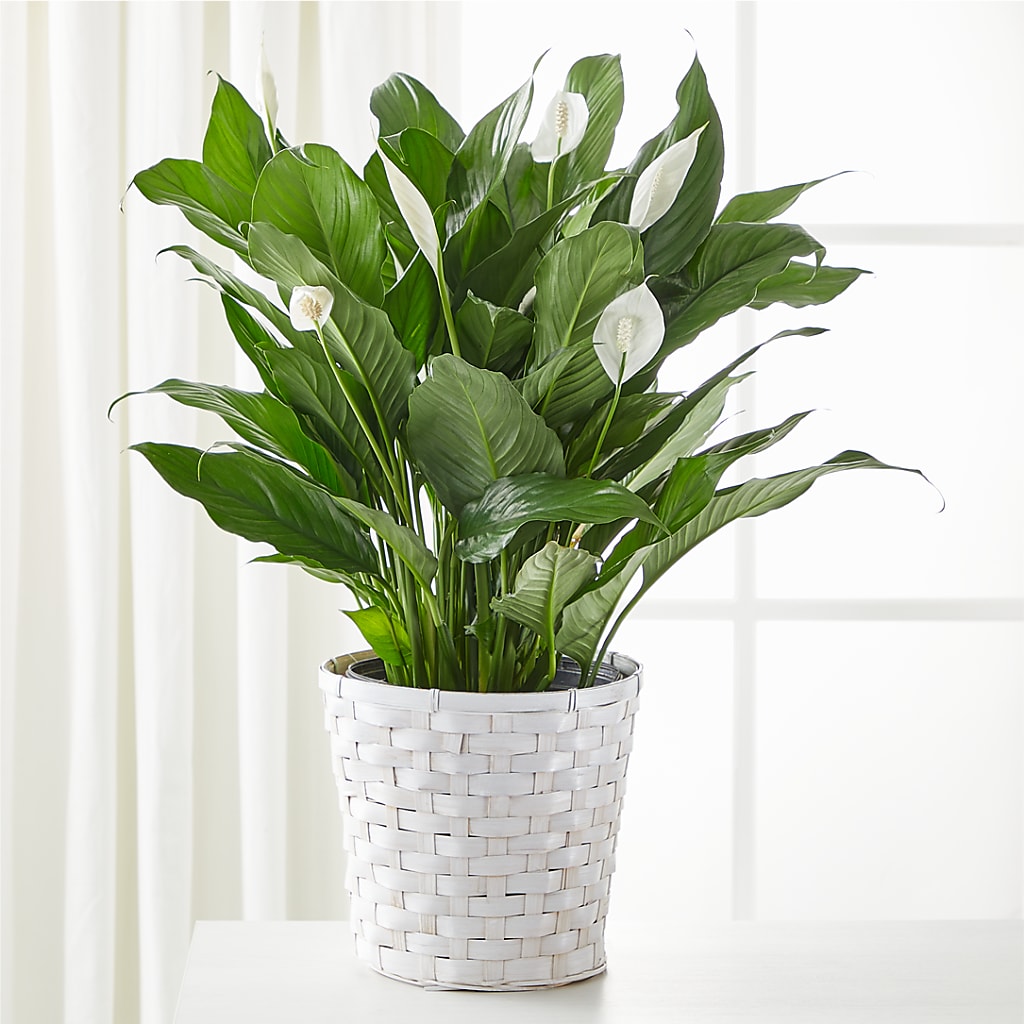 A New Leaf Peace Lily – HOLLOW TREE GIFTS & FLORAL LLC, Cascade IA