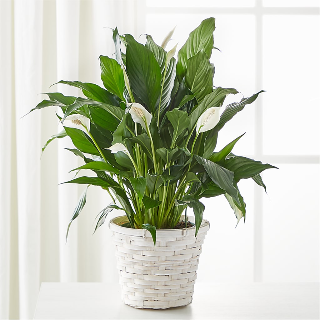A New Leaf Peace Lily – HOLLOW TREE GIFTS & FLORAL LLC, Cascade IA