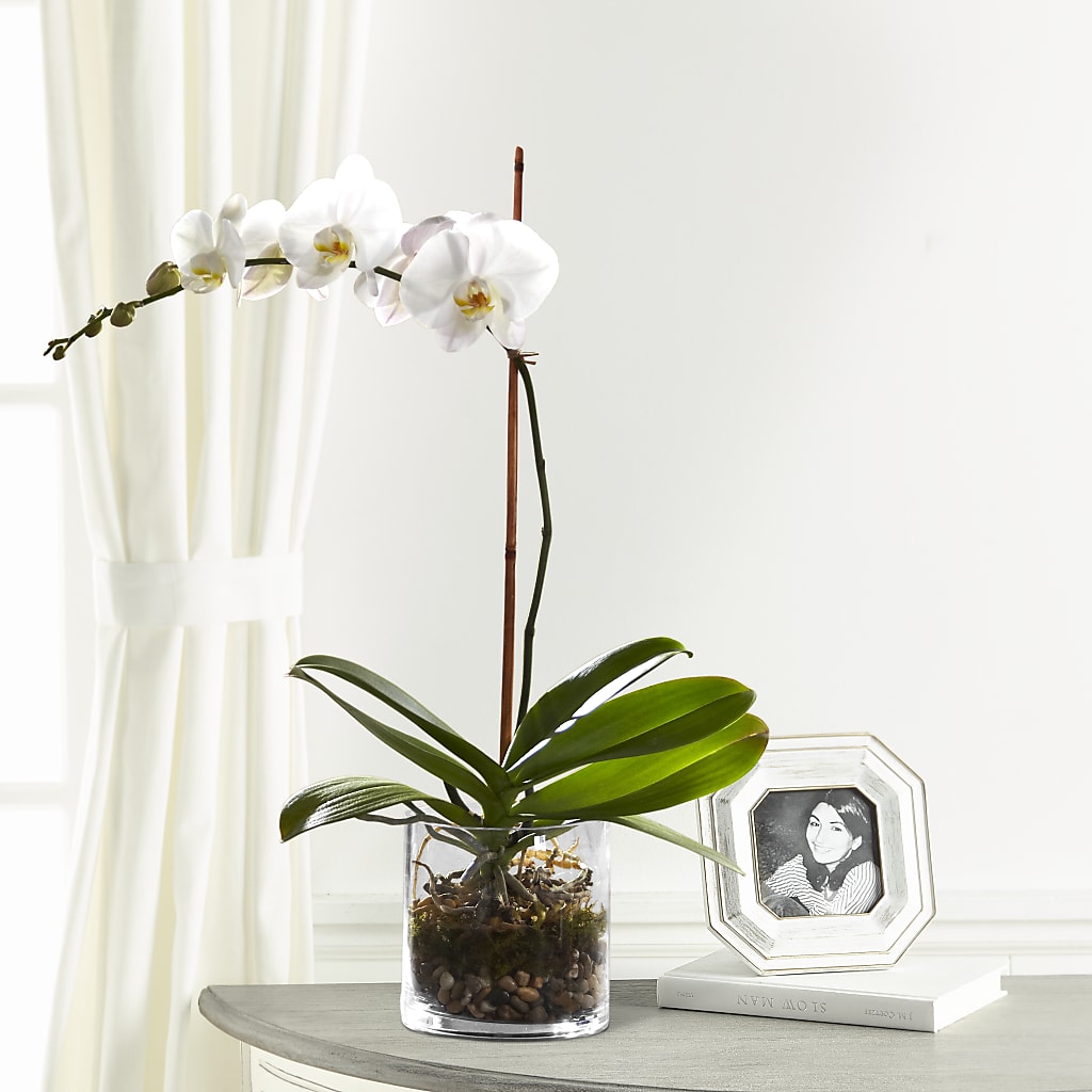 White Orchid Planter – HOLLOW TREE GIFTS & FLORAL LLC, Cascade IA