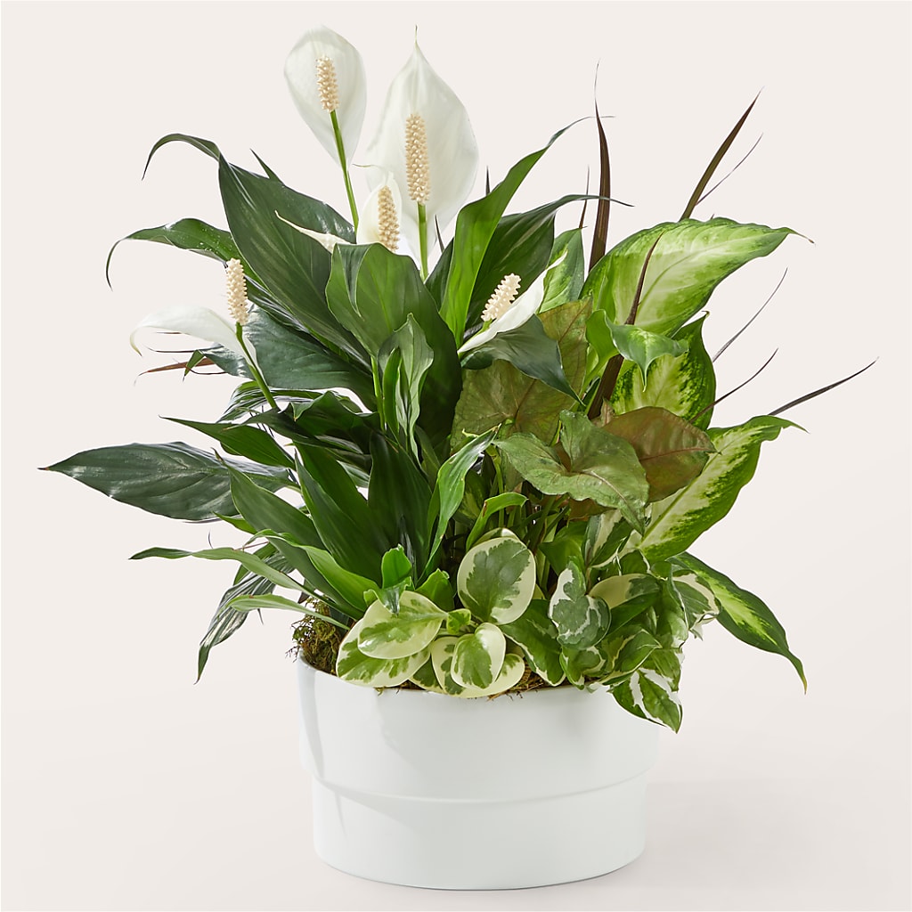 Radiating Positivity Dishgarden – HOLLOW TREE GIFTS & FLORAL LLC, Cascade IA