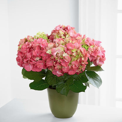 Pink Hydrangea Planter – HOLLOW TREE GIFTS & FLORAL LLC, Cascade IA