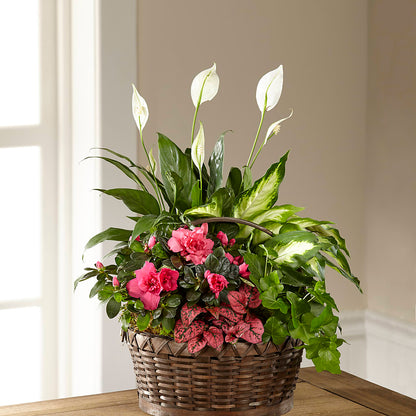 Dream in Pink Dishgarden – HOLLOW TREE GIFTS & FLORAL LLC, Cascade IA