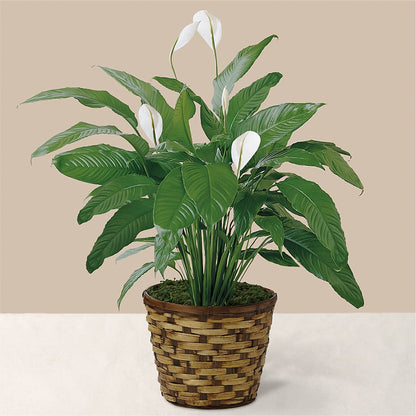 Tranquil Moments Peace Lily Plant – HOLLOW TREE GIFTS & FLORAL LLC, Cascade IA