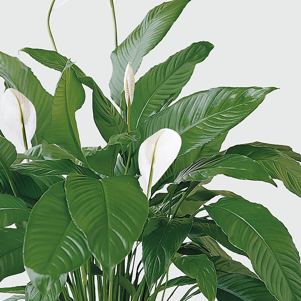 Tranquil Moments Peace Lily Plant – HOLLOW TREE GIFTS & FLORAL LLC, Cascade IA