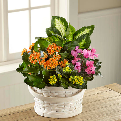 Color Crush Dishgarden – HOLLOW TREE GIFTS & FLORAL LLC, Cascade IA