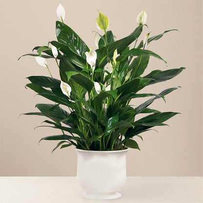 Comfort Planter – HOLLOW TREE GIFTS & FLORAL LLC, Cascade IA