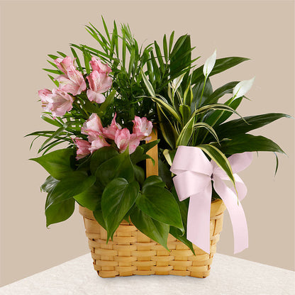 Living Spirit Dishgarden – HOLLOW TREE GIFTS & FLORAL LLC, Cascade IA