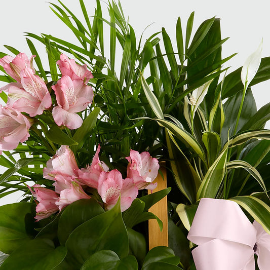Living Spirit Dishgarden – HOLLOW TREE GIFTS & FLORAL LLC, Cascade IA