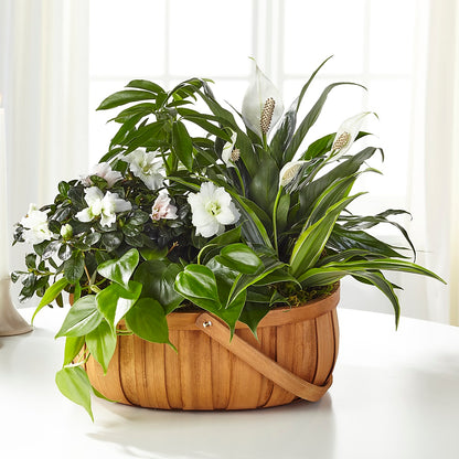 Serene Dishgarden – HOLLOW TREE GIFTS & FLORAL LLC, Cascade IA