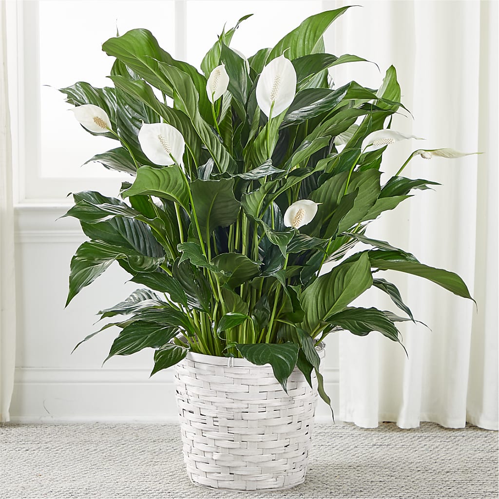 peace lily tree A New Leaf Peace Lily