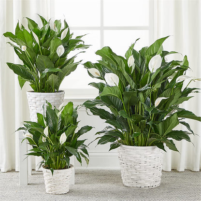 A New Leaf Peace Lily – HOLLOW TREE GIFTS & FLORAL LLC, Cascade IA