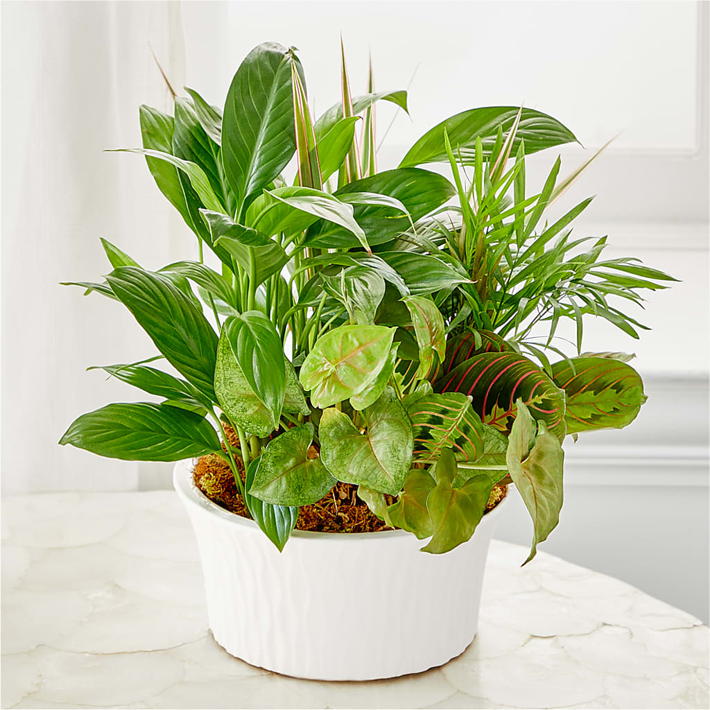 Balance & Harmony Dishgarden – HOLLOW TREE GIFTS & FLORAL LLC, Cascade IA