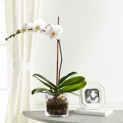 White Orchid Planter – HOLLOW TREE GIFTS & FLORAL LLC, Cascade IA