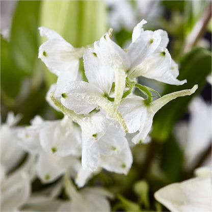 Classic Ivory – A Florist Original – HOLLOW TREE GIFTS & FLORAL LLC, Cascade IA
